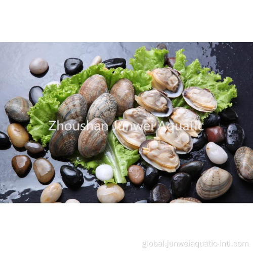 China Fresh short necked clam Supplier